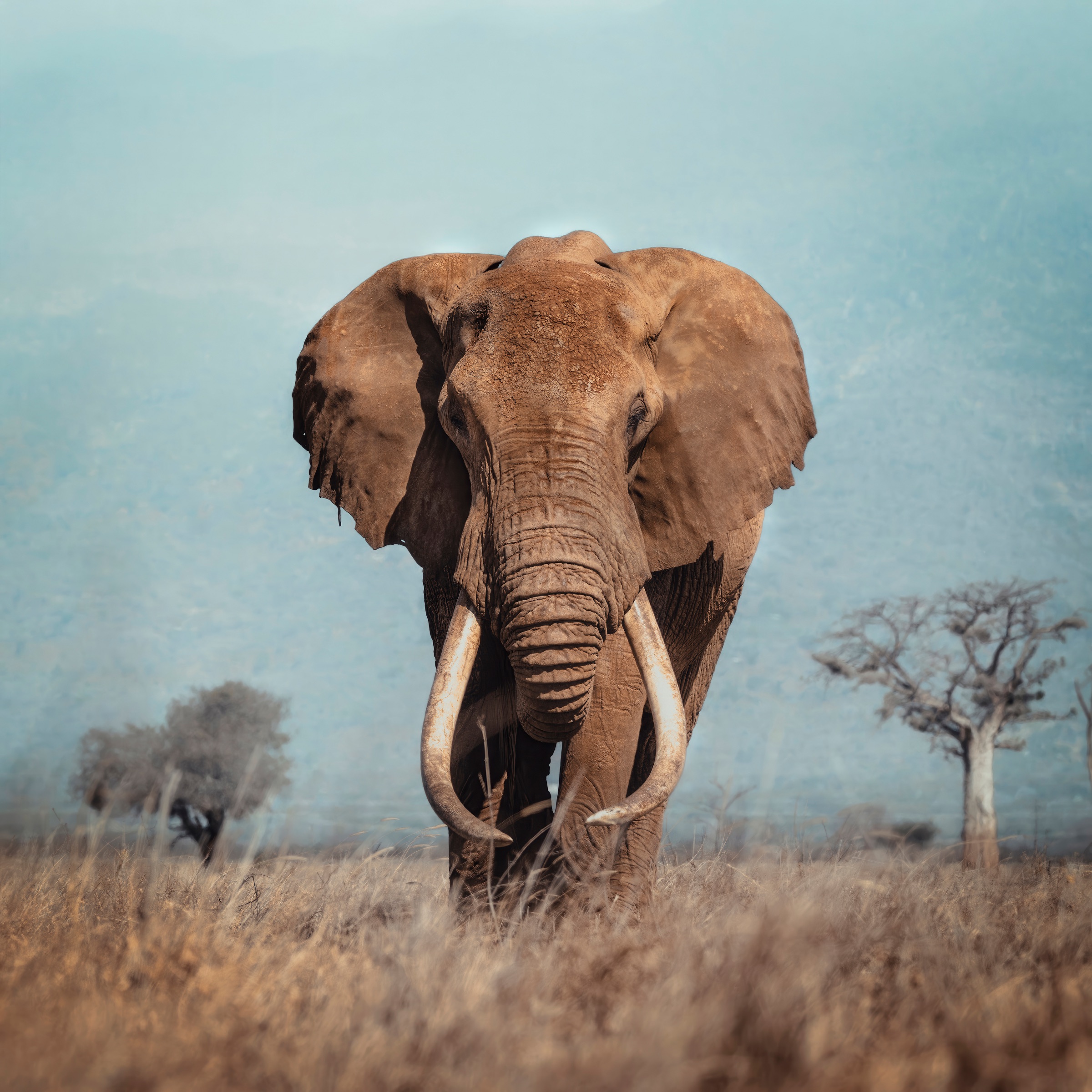 Conservation-led travel in the field
