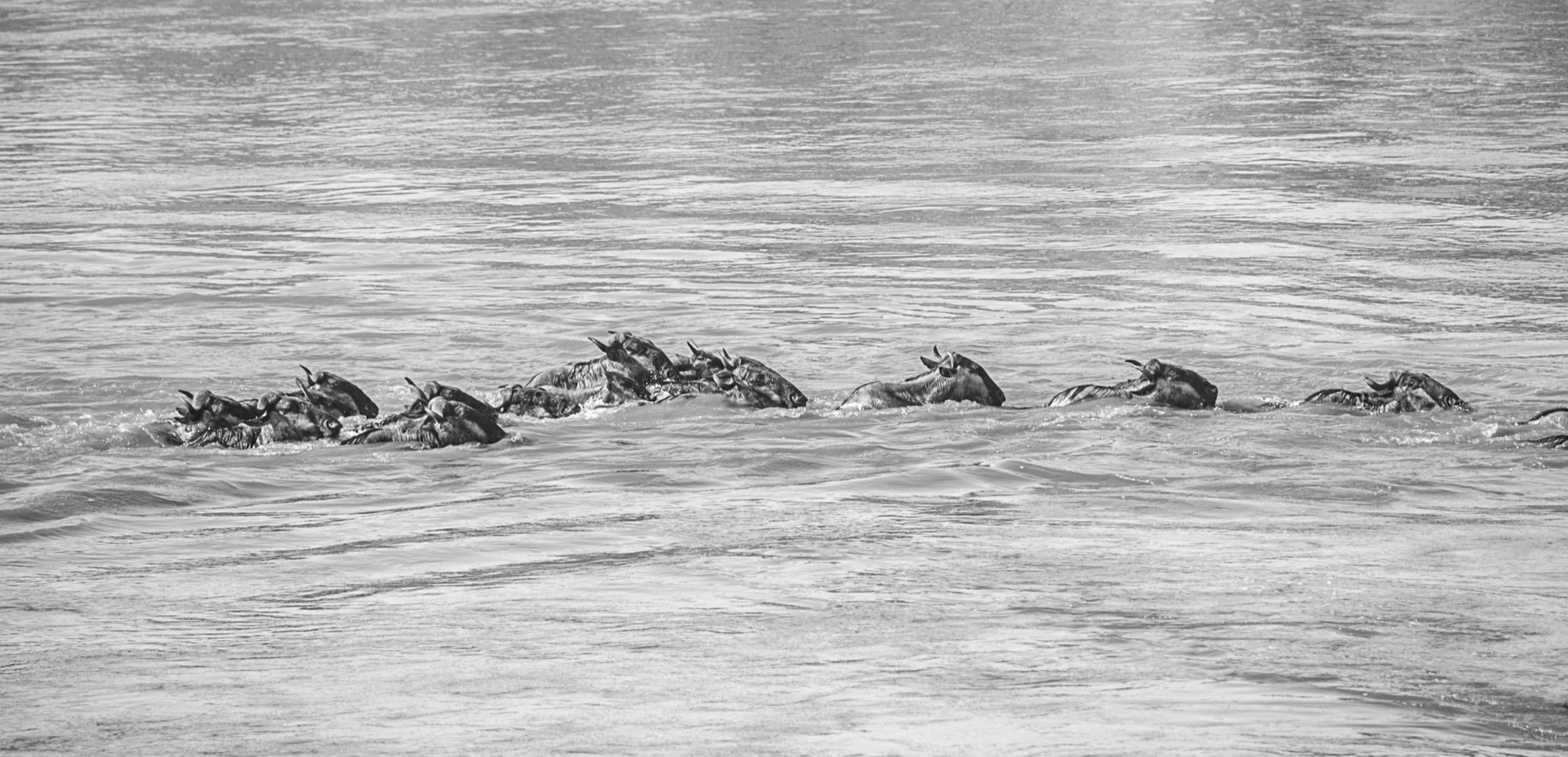 The great migration at dawn