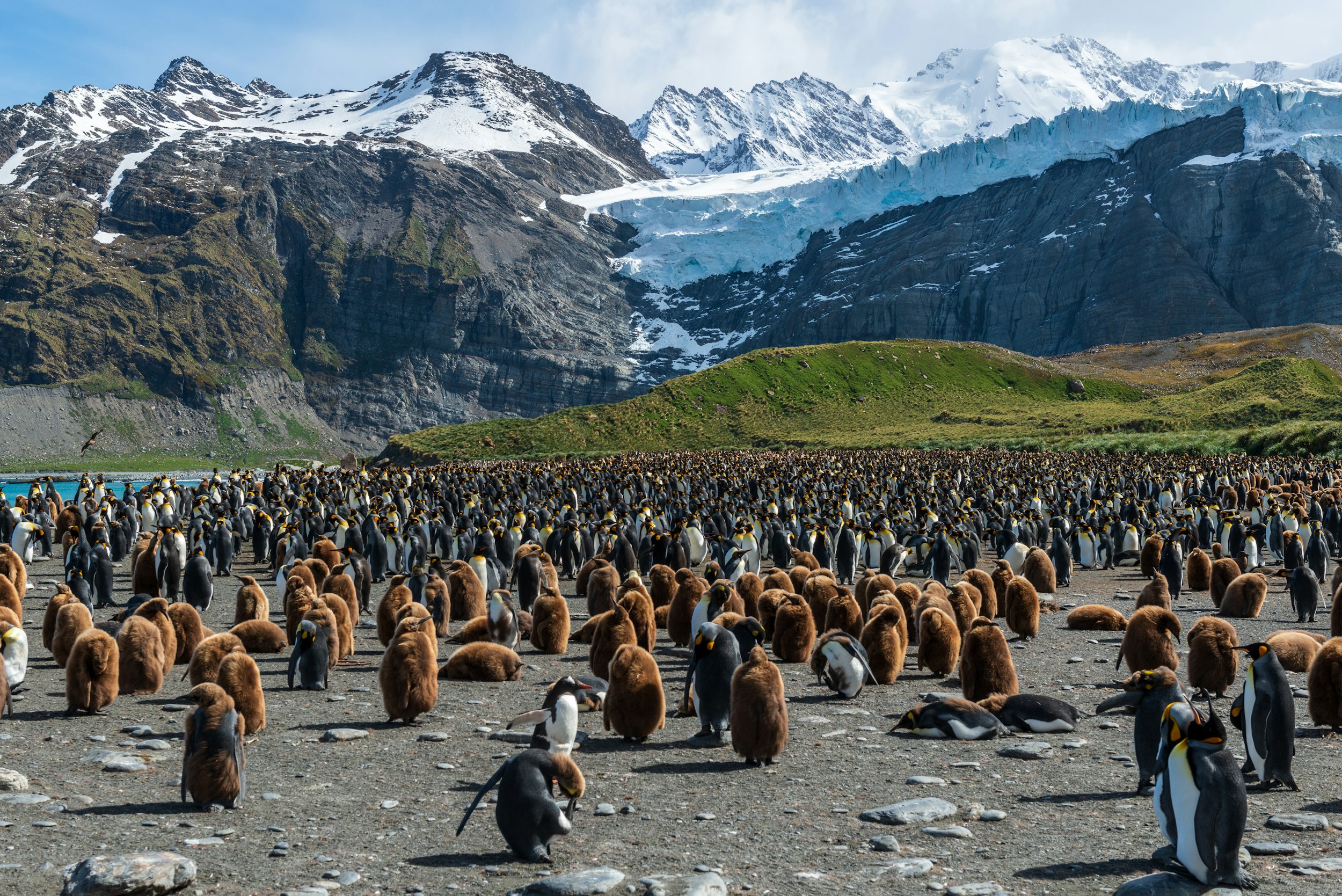 Falklands and South Georgia, ice and kings