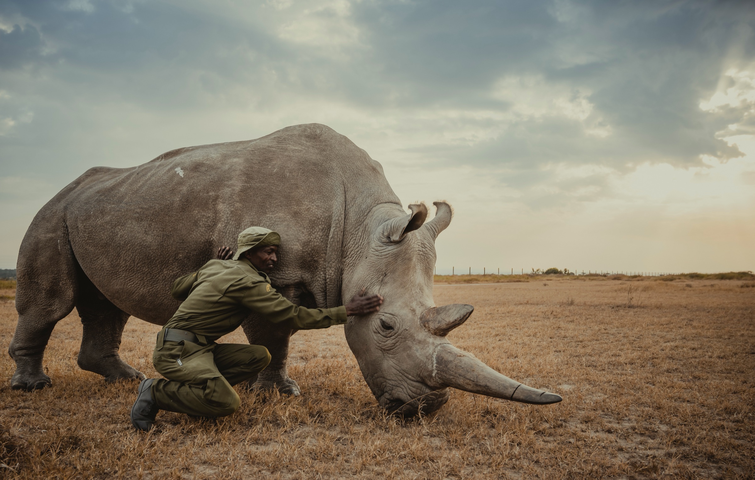The caretakers of the last northern white rhinos